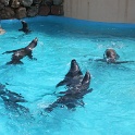 Marineland - Otaries - 001